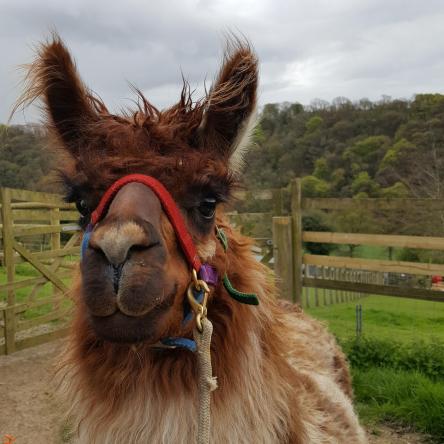 stud llama