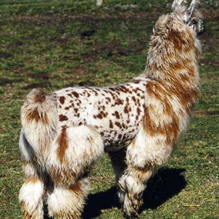 argentine llama