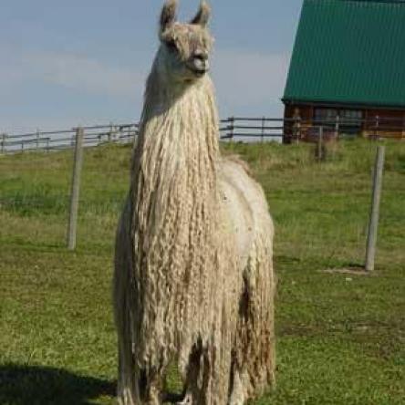 suri llama