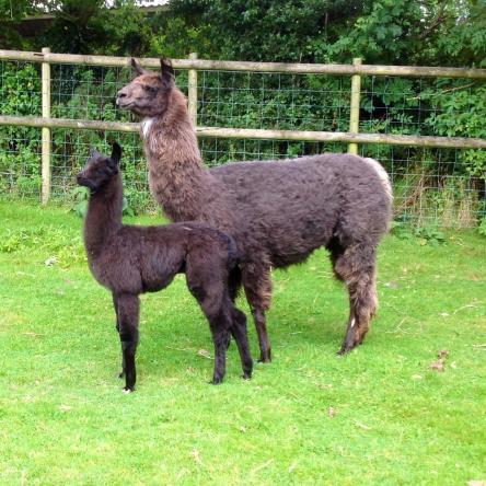 female llama with cria