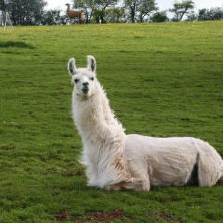 llama stallion