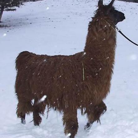 argentine llama