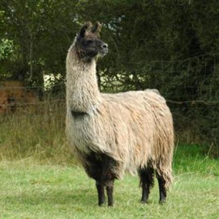 Primo stallion llama