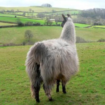 Primo llama stud male
