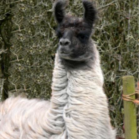 SiveRose Primus stud male llama