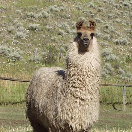 Argentine llama