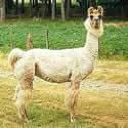 argentine llama