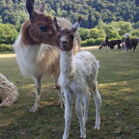 llama cria
