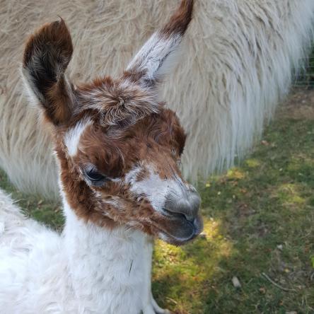 llama cria