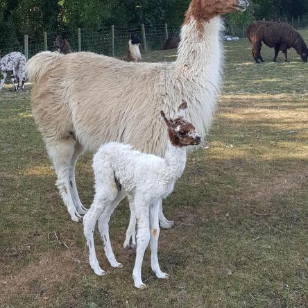 llama cria