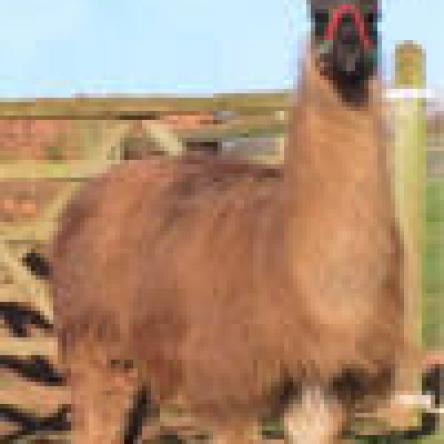 llama herd sire