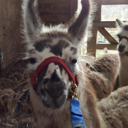 llama