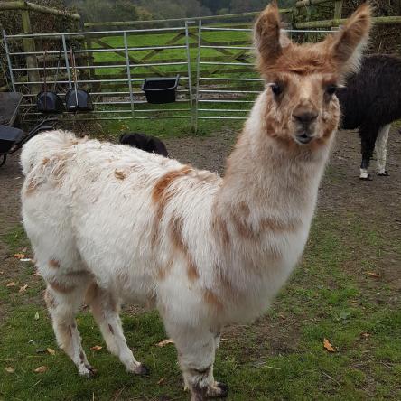 llama for sale