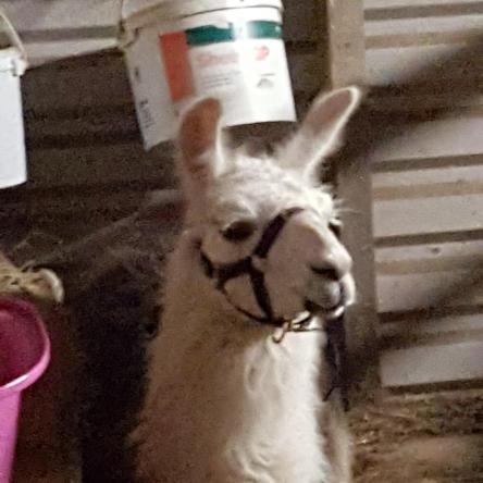 llama