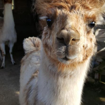 llama cria