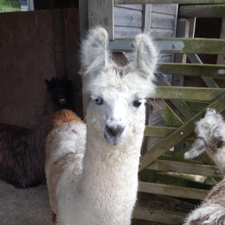 female llama for sale