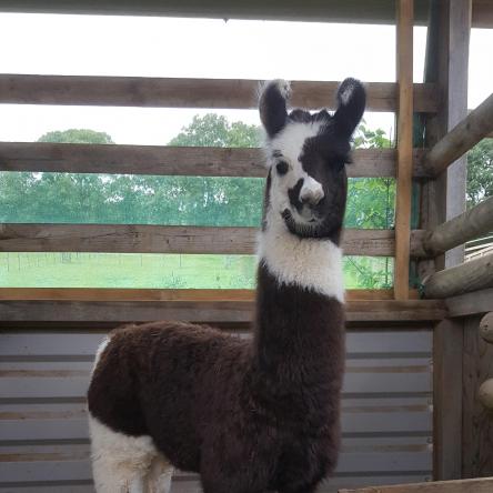 female llama for sale