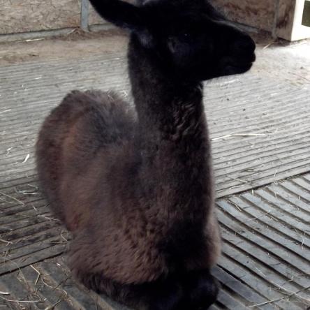 llama cria for sale