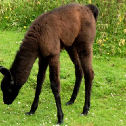 llama cria for sale