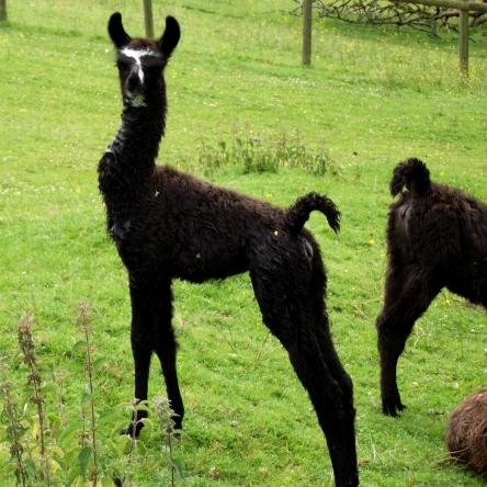 llama cria for sale