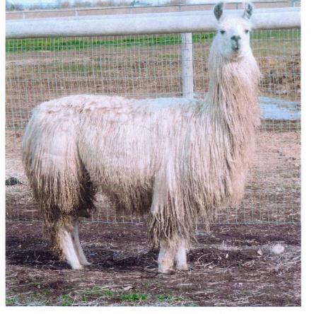 suri llama