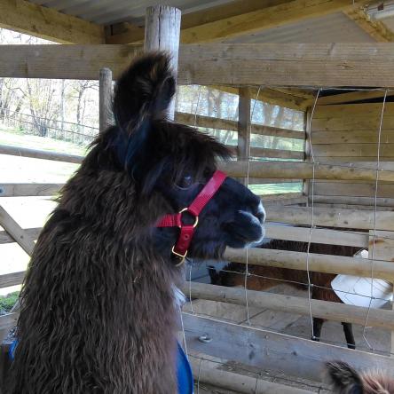 halter-trained llamas