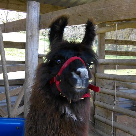 halter-training llamas