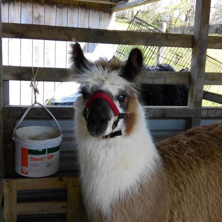 halter-training llamas