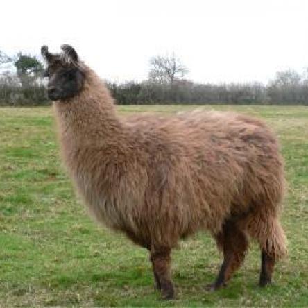 stallion llama