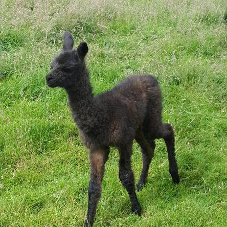 llama cria
