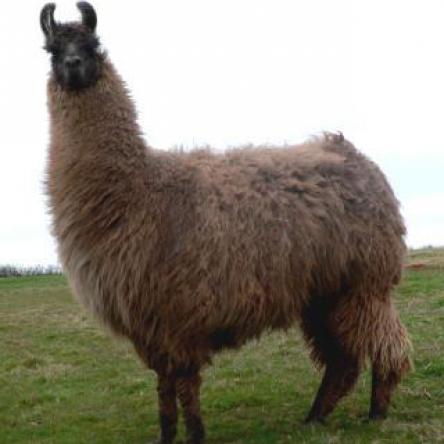 stud llama