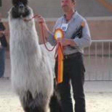 prize winning llama