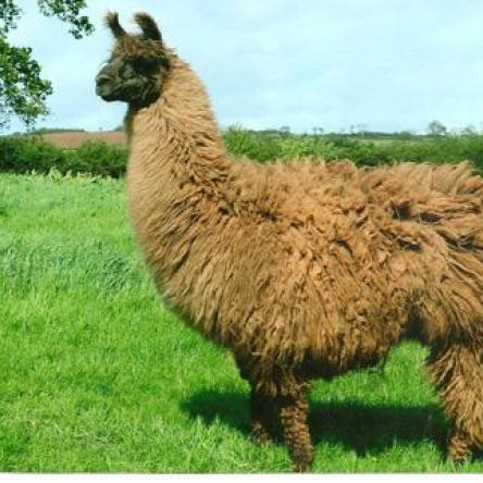 llama stud male