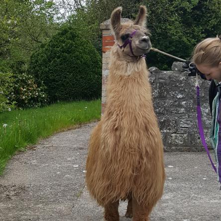 trekking llama