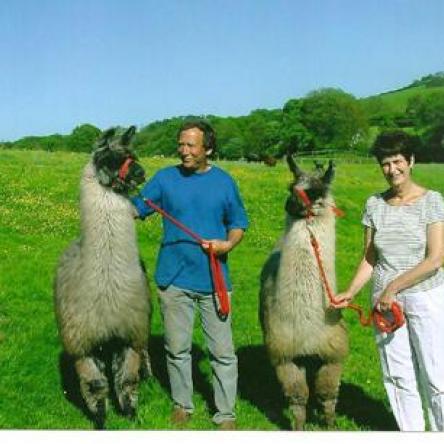 Primo and Max stud llamas