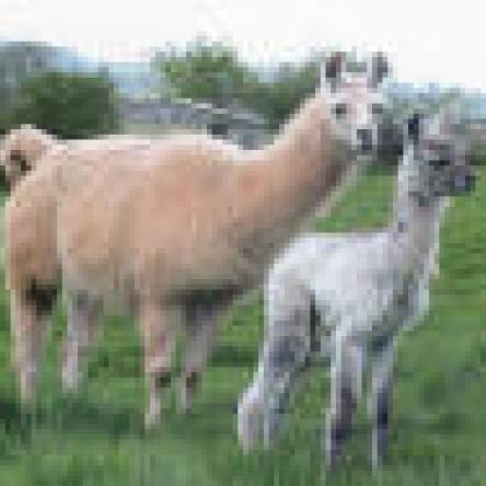 female llama and cria
