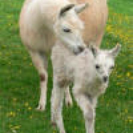 female llama and cria