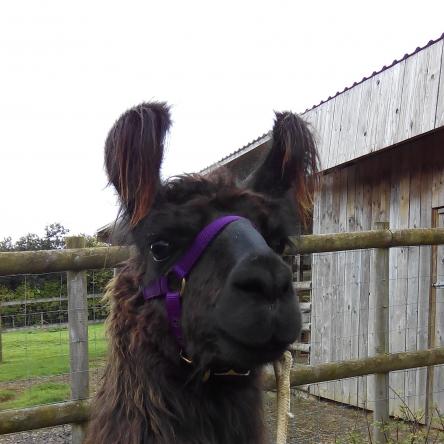woolly llama