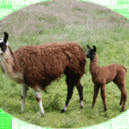 female llama and cria