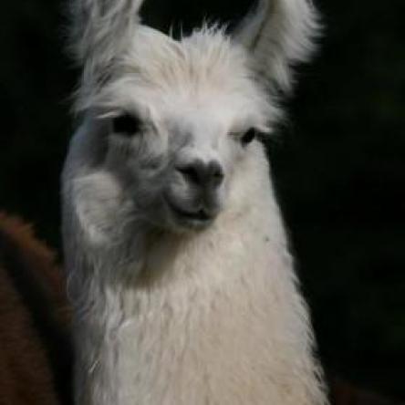 llama