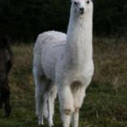 female llama 