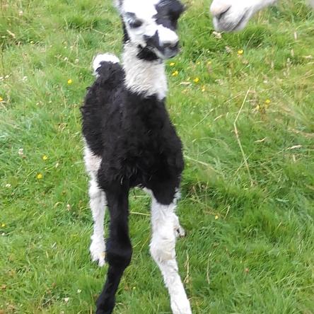llama cria