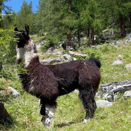 Argentine llama
