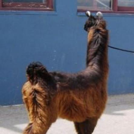 show llama
