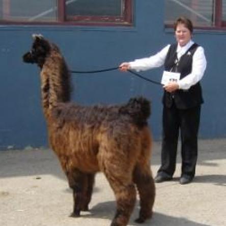 show llama