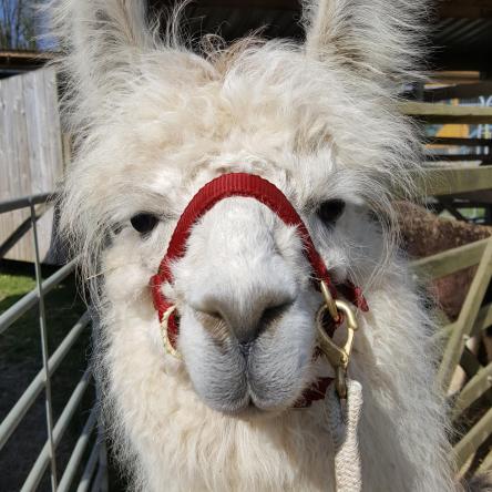 llama for sale
