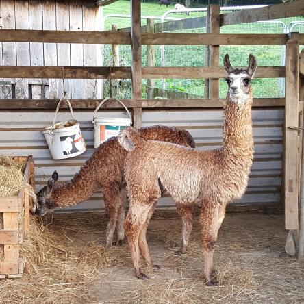 llama for sale