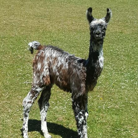 llama cria for sale