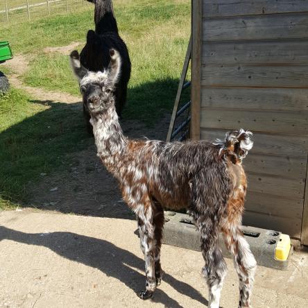llama for sale