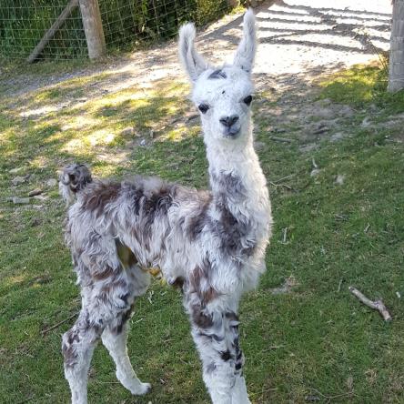 llama cria for sale